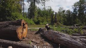 Best Tree Trimming and Pruning  in Post Falls, ID