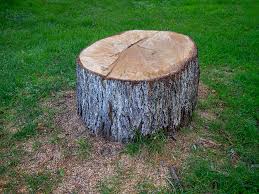 Best Tree Maintenance Programs  in Post Falls, ID