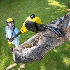 Best Tree Cabling and Bracing  in Post Falls, ID
