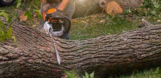 Best Tree Risk Assessment  in Post Falls, ID
