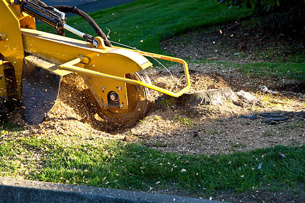 Best Emergency Tree Removal  in Post Falls, ID