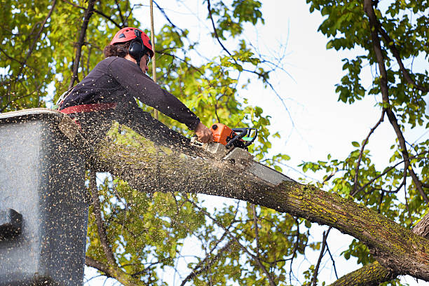 Best Stump Grinding and Removal  in Post Falls, ID