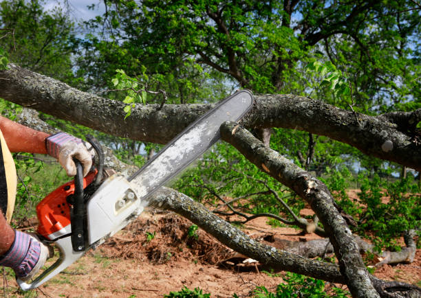 Best Tree Health Inspection  in Post Falls, ID